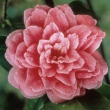 Hexangular Dark Rose